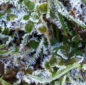 ice crystal formation on leaves, inspiration for jewellery
